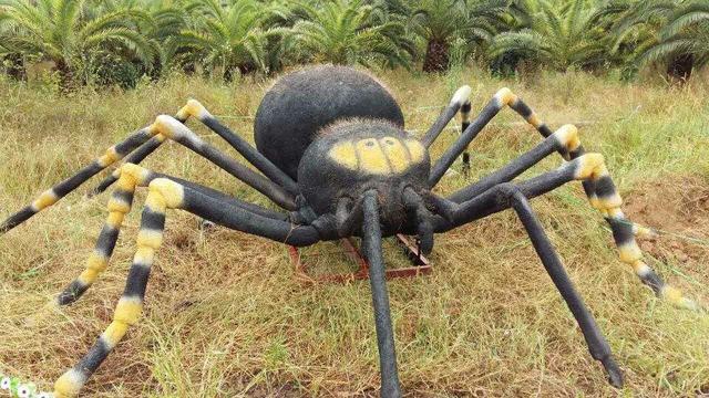 世界上最大的蜘蛛恐怖图片