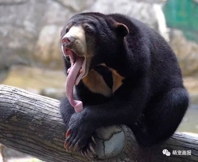 熊瞎子的舌头图片