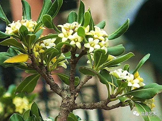 海桐花花语寓意(海桐花有什么功效)