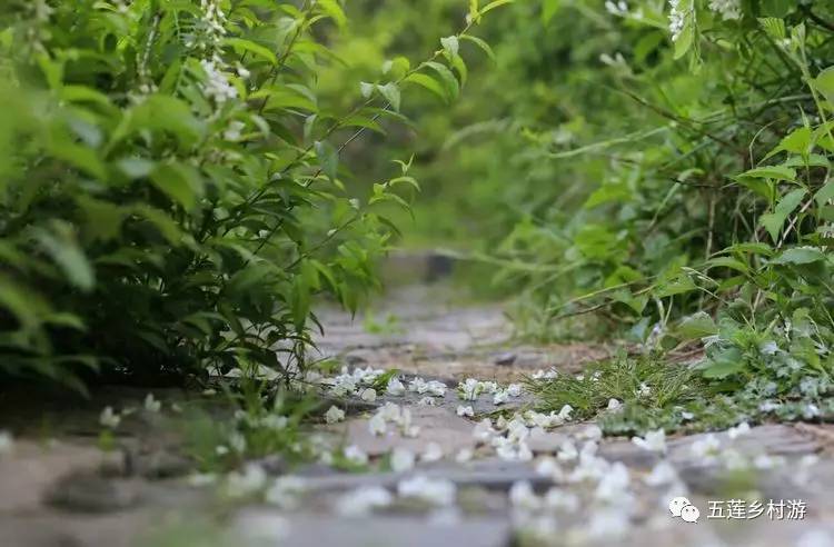 下雨了,五莲那满山的槐花还好吗?