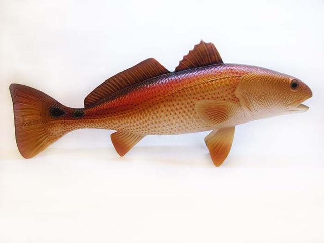 路亚美国红鱼技巧图片