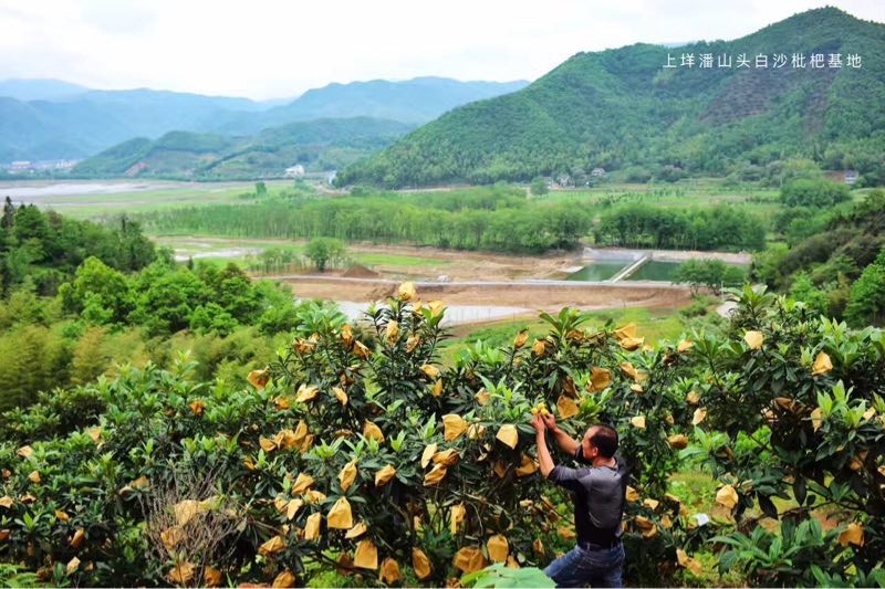 枇杷熟了黄岩这些地方的枇杷甜过初恋还能赏山玩水