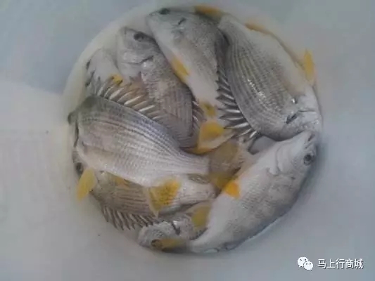 1,鱼眼:眼睛凸出黑亮 2,鱼嘴:野生鱼需要在海里啄食,鱼嘴形状呈现较