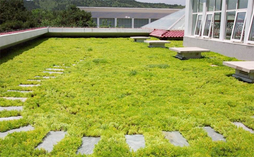 屋顶绿化常用植物图片