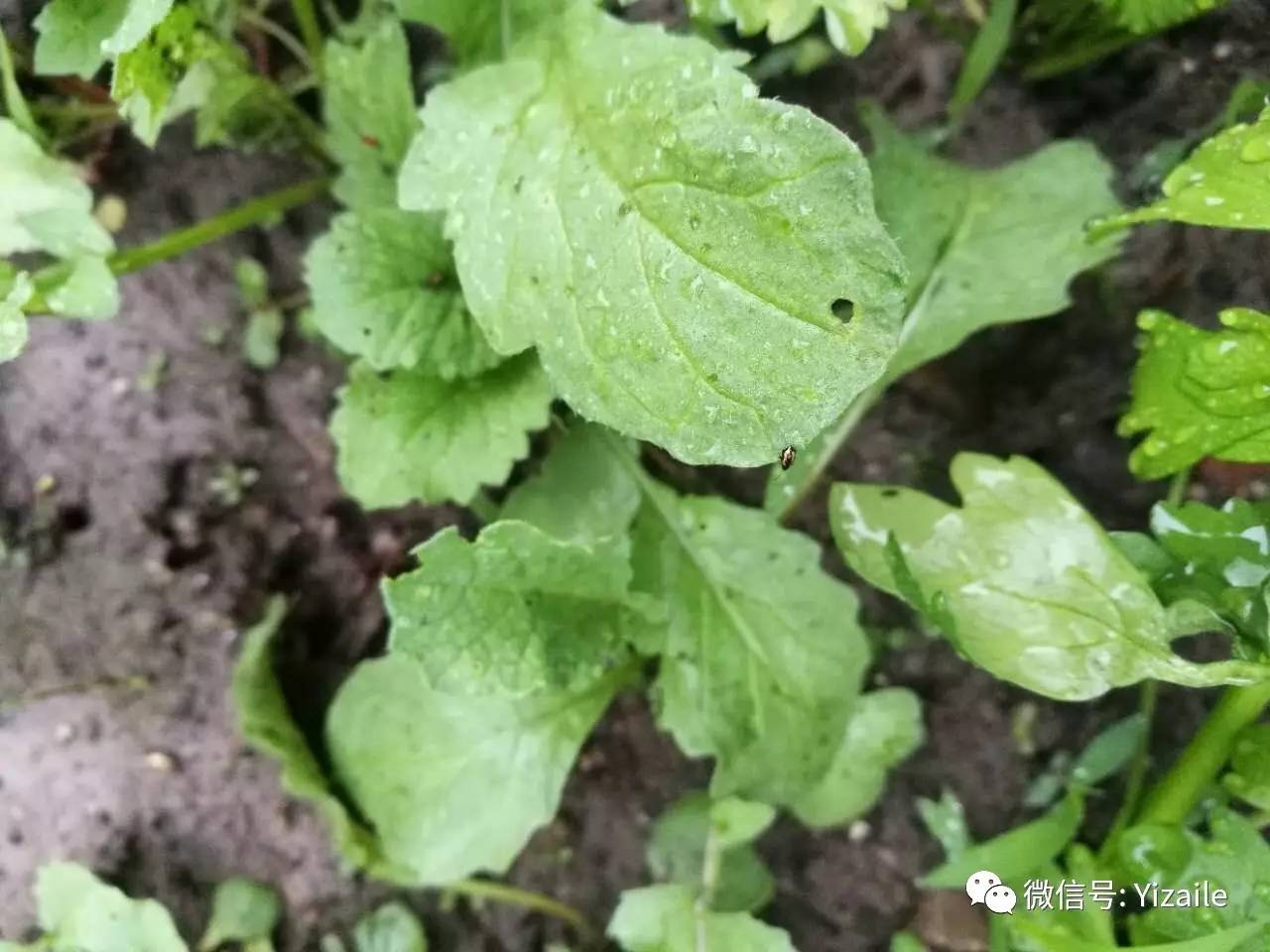 一問一答過期牛奶的利用蚜蟲防治梔子花買回沒幾天黃化