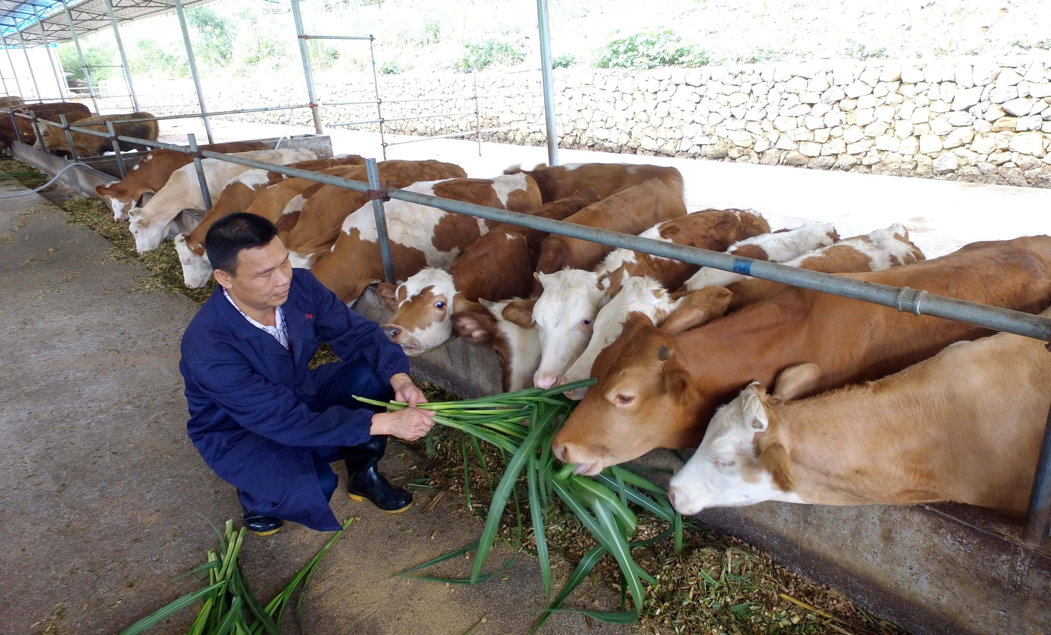 养牛技术分享:夏季牛采食量减少怎么办?