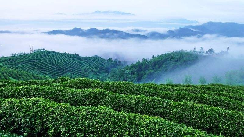 湖南泸溪举办秋冬茶叶管护培训助力茶产业发展