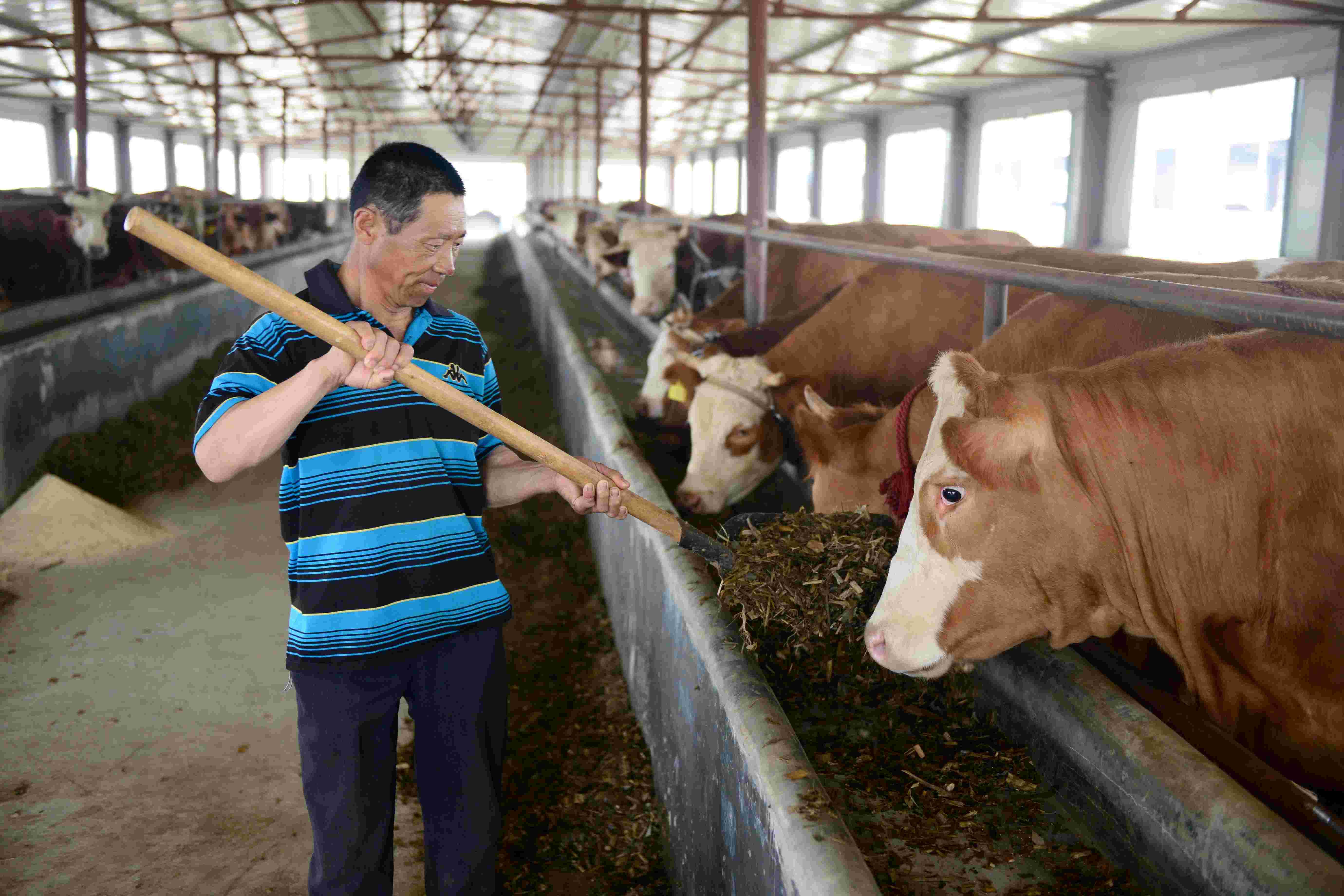 养牛技术分享:夏季牛采食量减少怎么办?