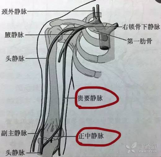 肱静脉图片