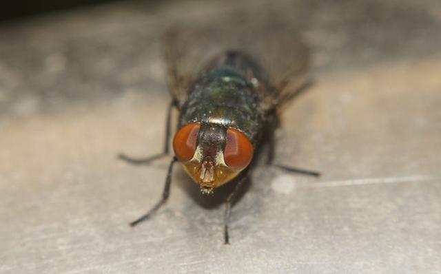 在养殖场里,常见黑压压一篇的苍蝇蚊子,因为苍蝇是食腐动物,蚊子靠