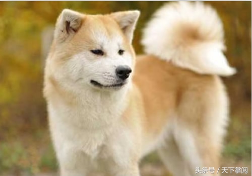 中国十大名狗图片