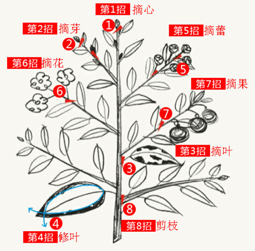 8大花卉修剪方法:第一招:摘心去除枝条中央末梢部位的新芽生长点,可以