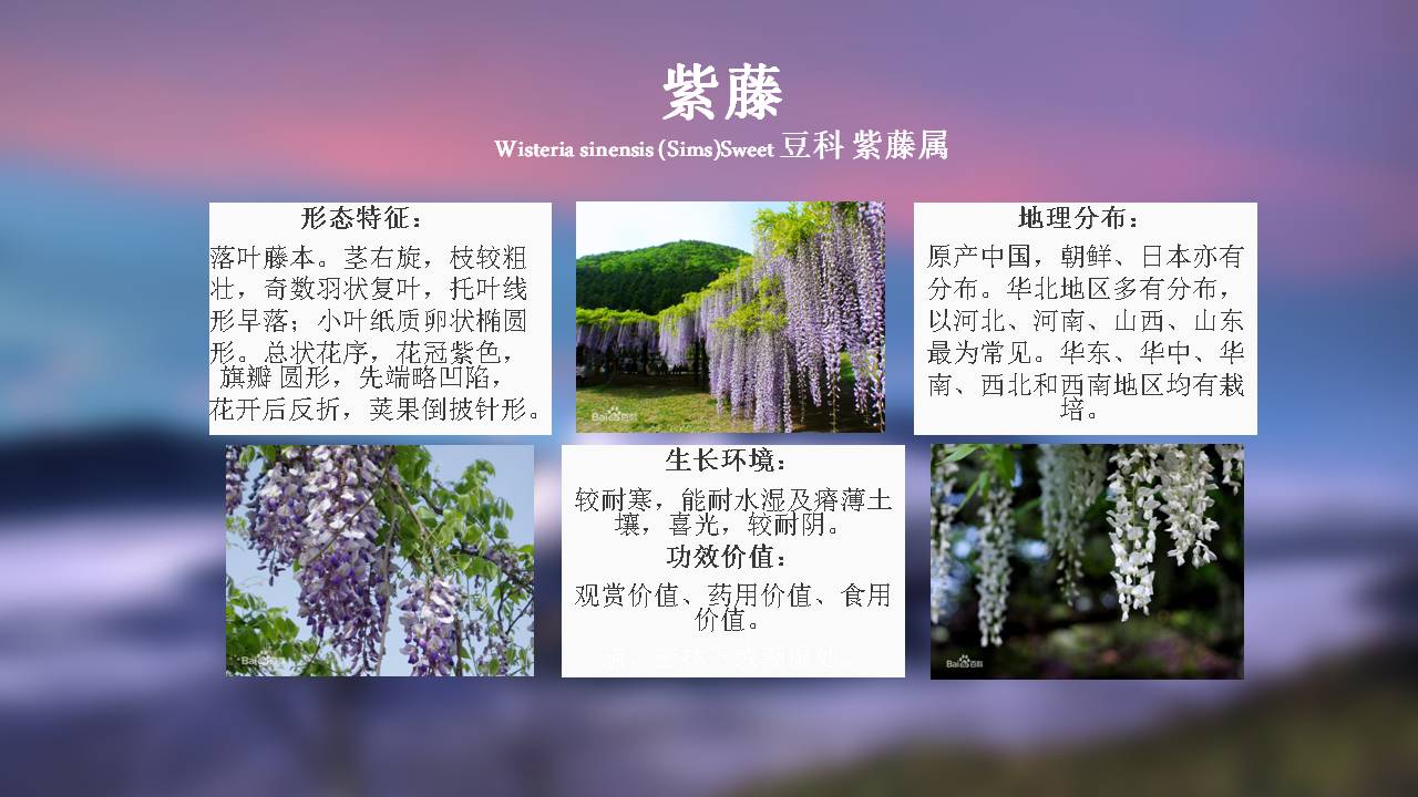 100种 · 常用园林植物,图文并茂