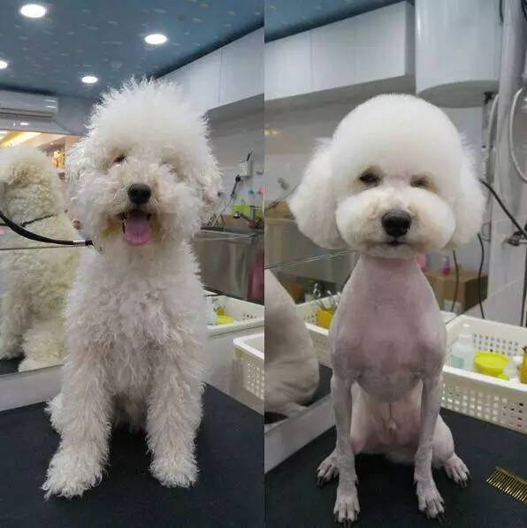 对狗来说剪毛做个造型堪比整容对主人来说剪次毛相当于换只狗