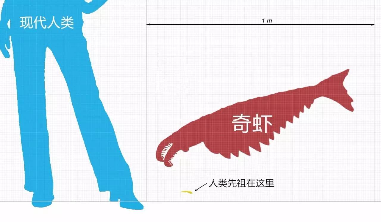 绘图@masato hattori) 对于胃口极大的奇虾而言 此时人类的祖先如同不