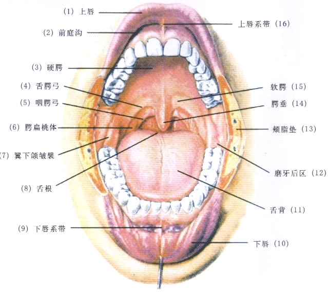 其后部是软腭,在软腭的最后中央是悬雍垂(俗称小舌头),硬腭和软腭将