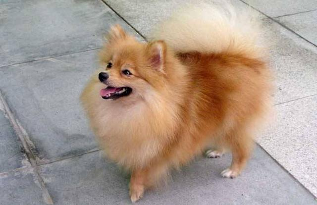 杂交的博美犬的前肢和后肢一般高,背部较长,前后肢距离长,整个体形