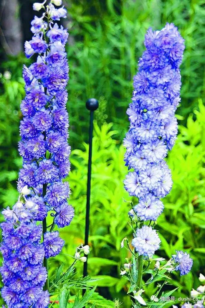 加国园艺:多年生植物中最美丽的花卉 飞燕草