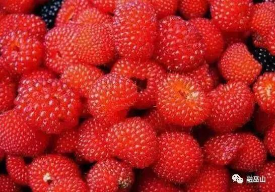 红色像草莓空心的野果图片