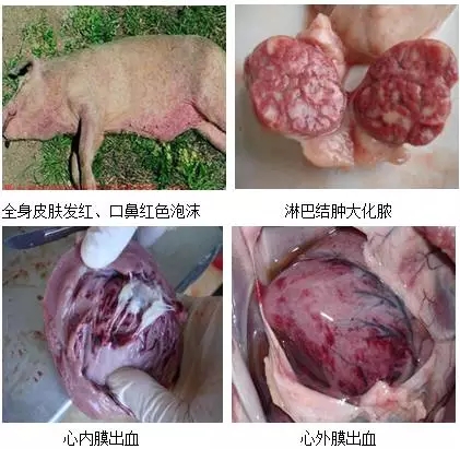 猪链球菌症状图片脾脏图片