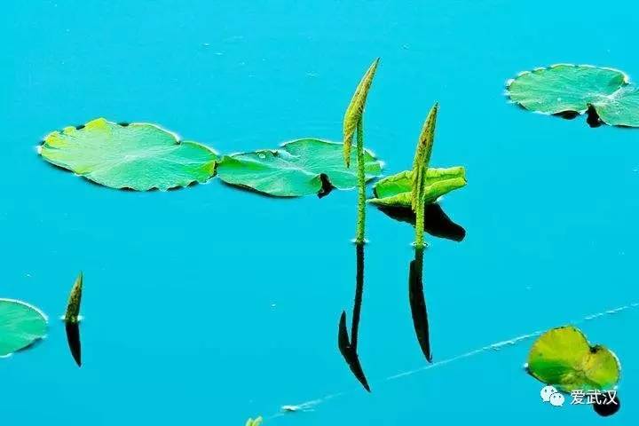 荷叶炒鸡蛋野泥鳅大龙虾臭鲢鱼土鳝鱼现摘藕带一起尝尝味道如何