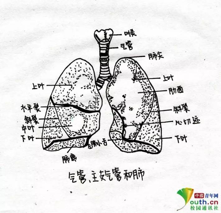 肺解剖结构图手绘图片