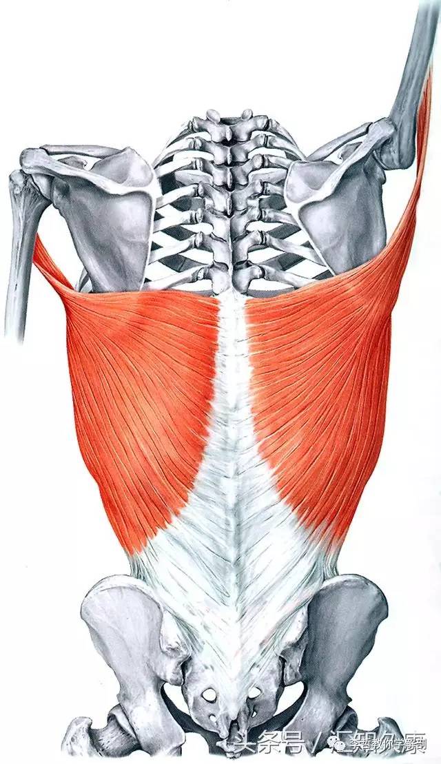 图10 竖脊肌从功能上讲是整体肌,而多裂肌多归类为局部肌