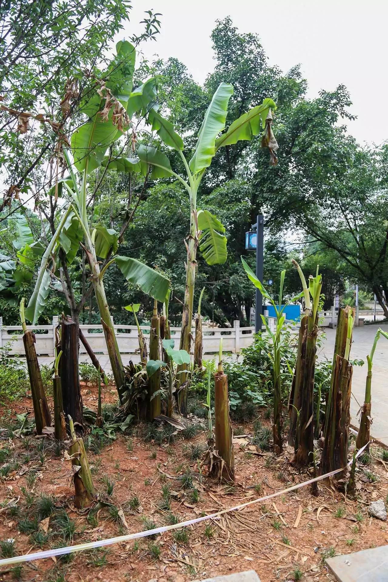 龙潭公园芭蕉树惨遭毒手,谁干的?