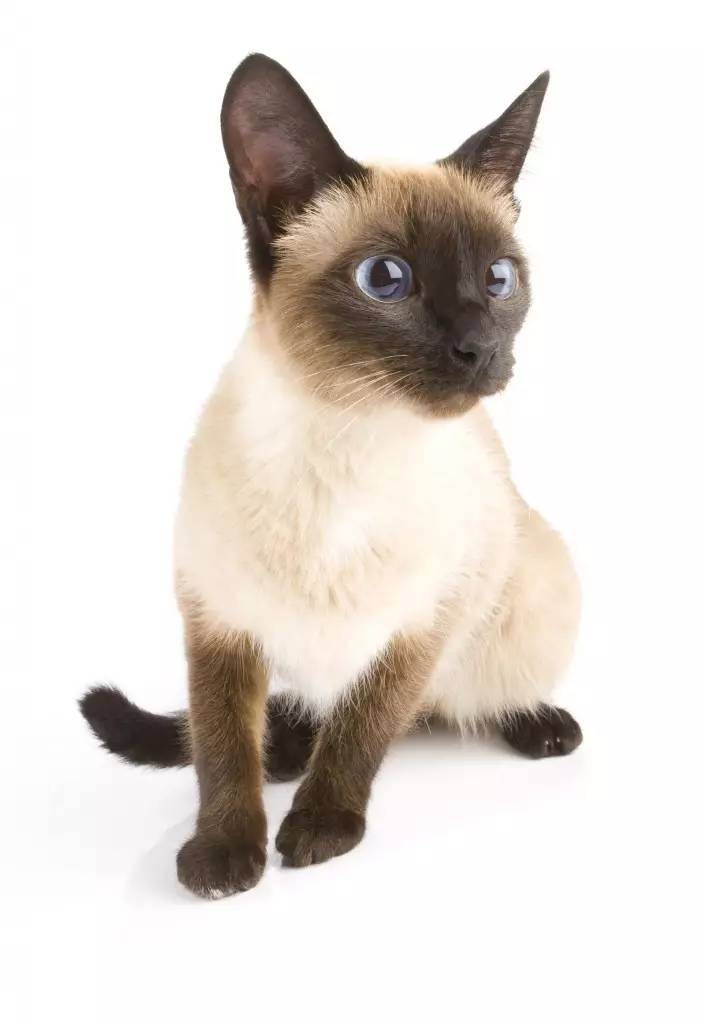 暹罗猫属于短毛猫品种,而且是最早被承认的东方短毛猫品种之一