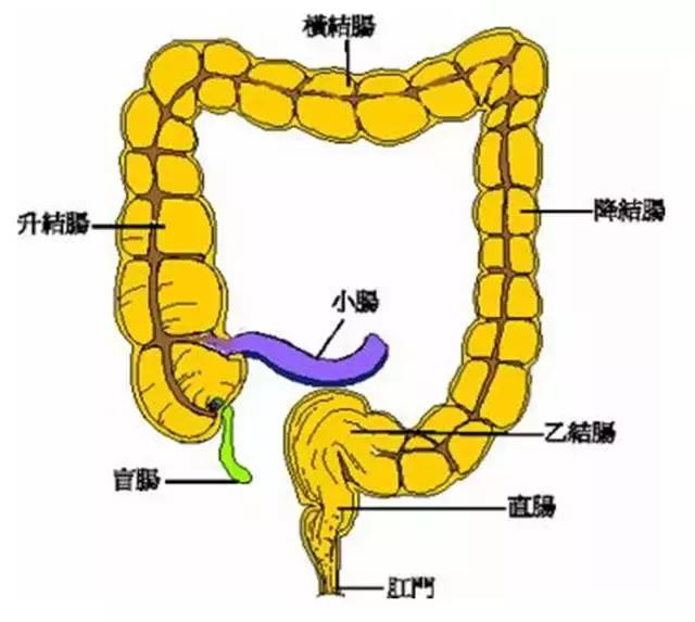 人体解剖图 肠子图片