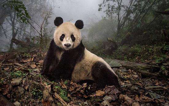 始熊猫濒危图片