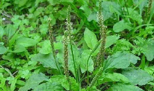 豬耳朵草(車前草)