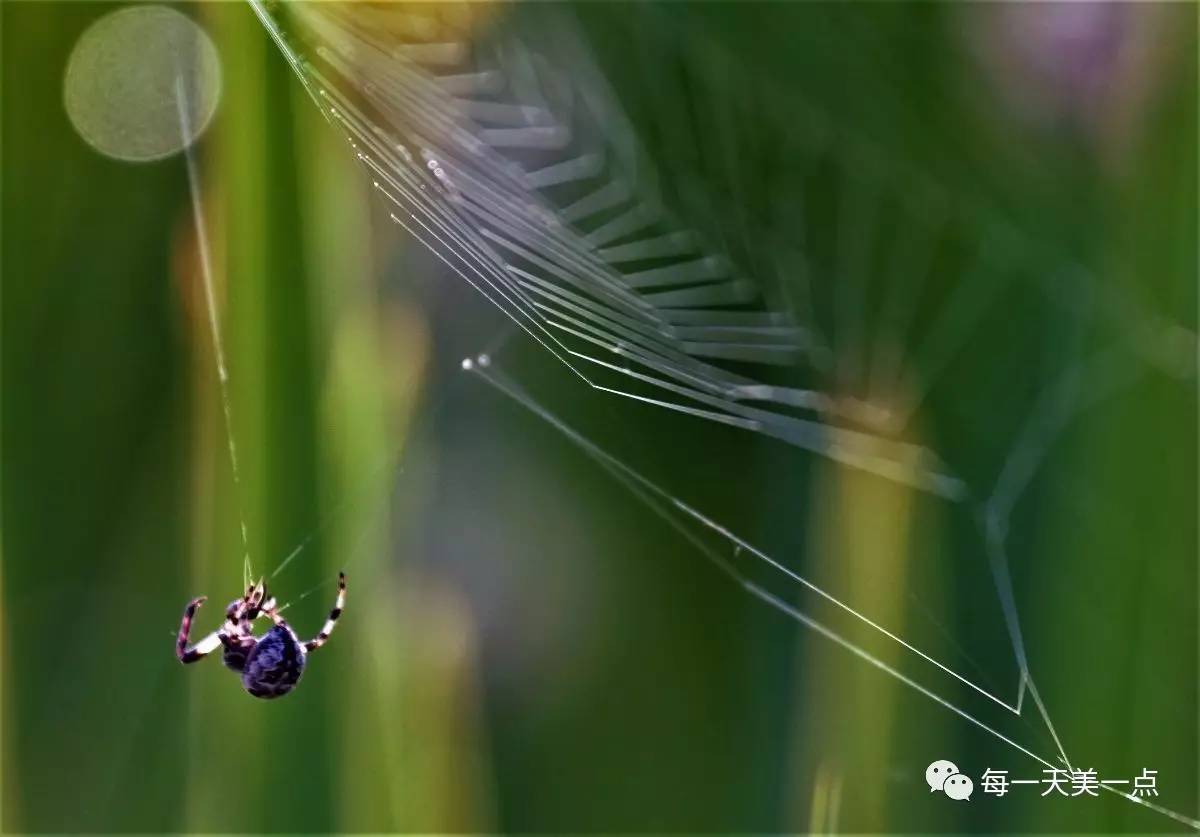美食网上,一只吃早点的蜘蛛