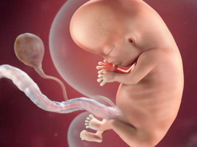 孕11周宝宝大小图片图片