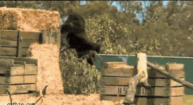 动物园猩猩扔屎gif图片