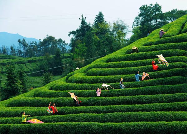 婺源茗眉茶(婺源茗眉茶包装)