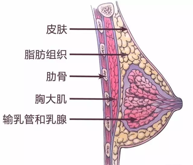 北京隆胸术后3个月恢复过程分享|假体隆胸手术全过程|假体隆胸手术多久才能变软圆形胸和水滴形胸哪个好看