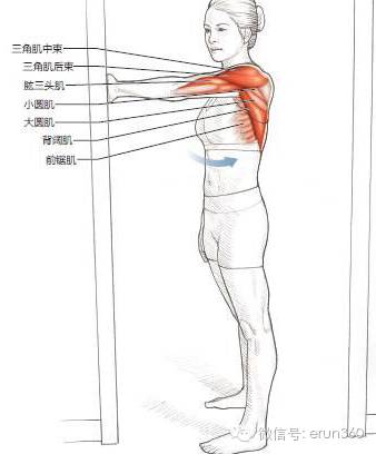 腋下肌肉图解图片
