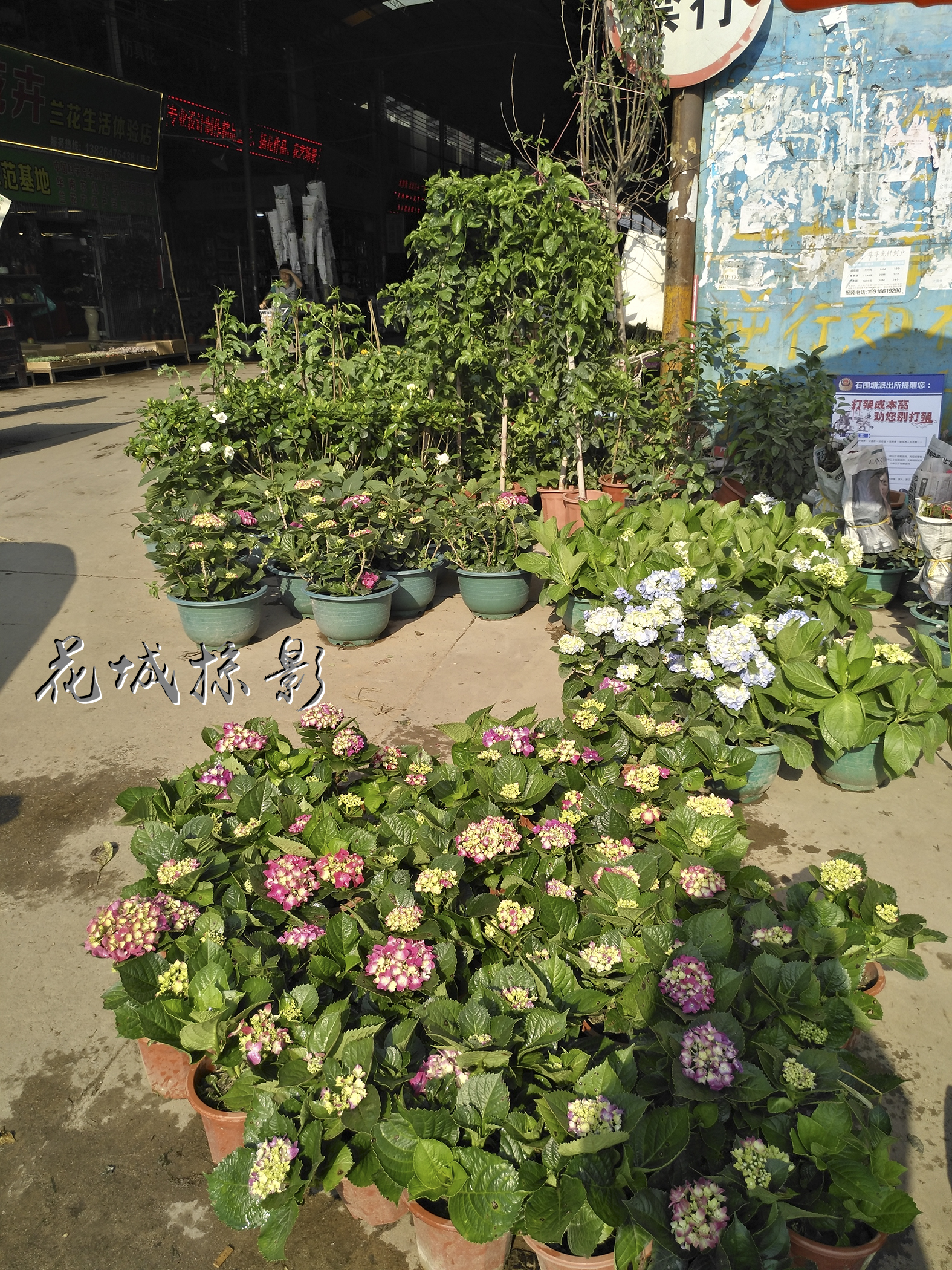 让人收获美丽的地方——广州岭南花卉市场