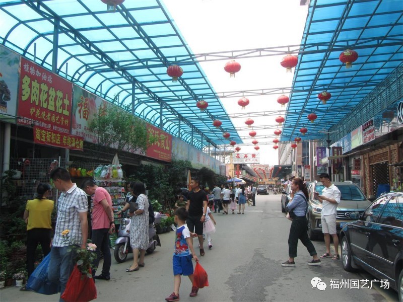 福州国艺花鸟市场图片