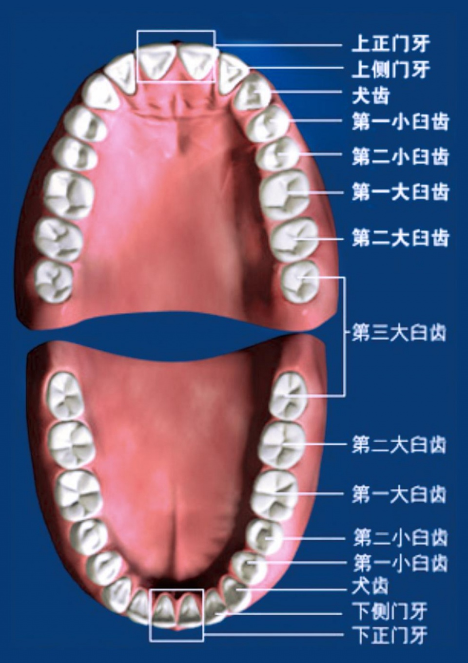 牙齿区分图图片