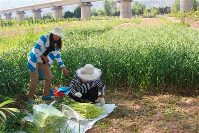 三阳川里打蒜苔农民收获幸福的生活