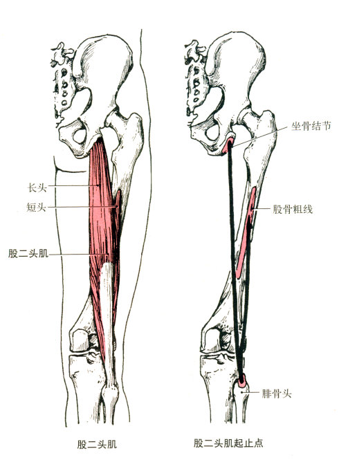 半腱肌和半膜肌