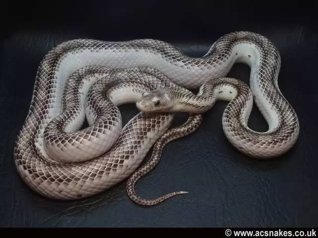 白变异德州鼠蛇图片
