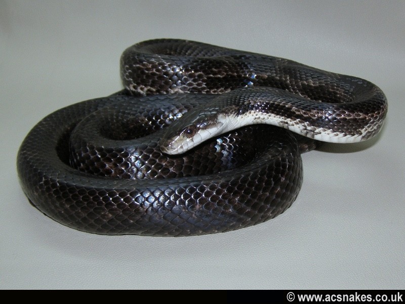 原色德州鼠蛇图片
