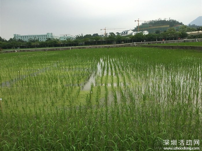 碧岭现代农业科技园图片