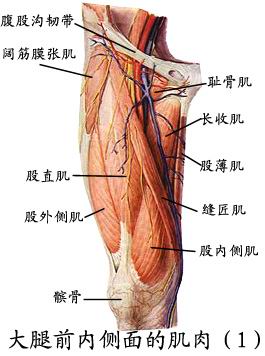 大腿肌前群,内侧群:前群有缝匠肌和股四头肌