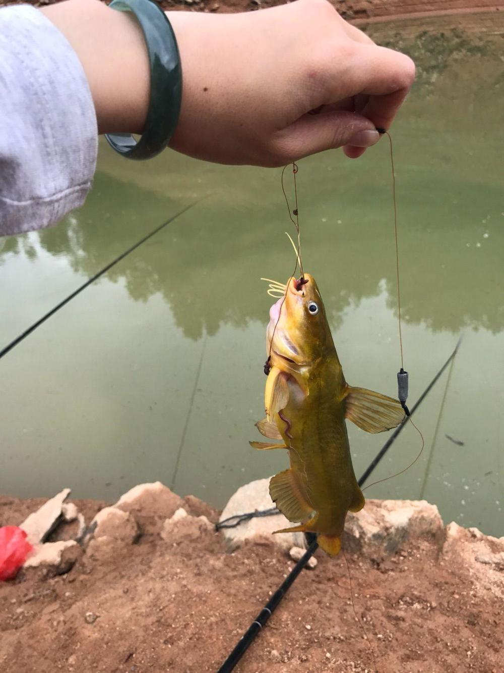 钓鱼蚯蚓技巧图片