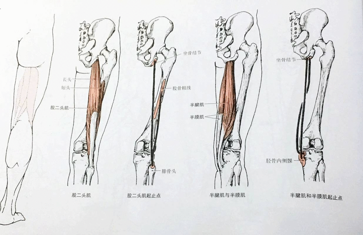 上文圖片來自《運動解剖學圖譜》