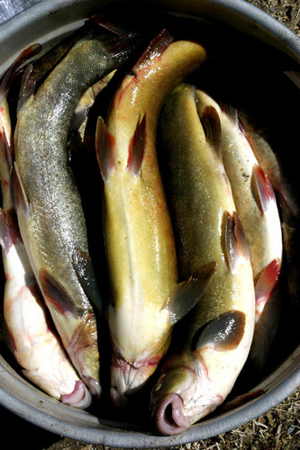 10年才长1斤肉的西藏裂腹鱼,到底有多好吃?